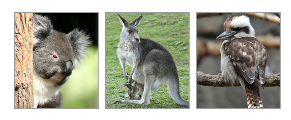 Beautiful wildlife close by